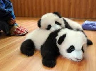 Pandas